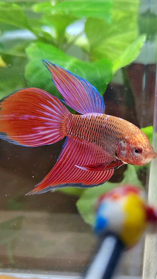 VEILTAIL INUYASHA RED PURPLE GALAXY BETTA FISH