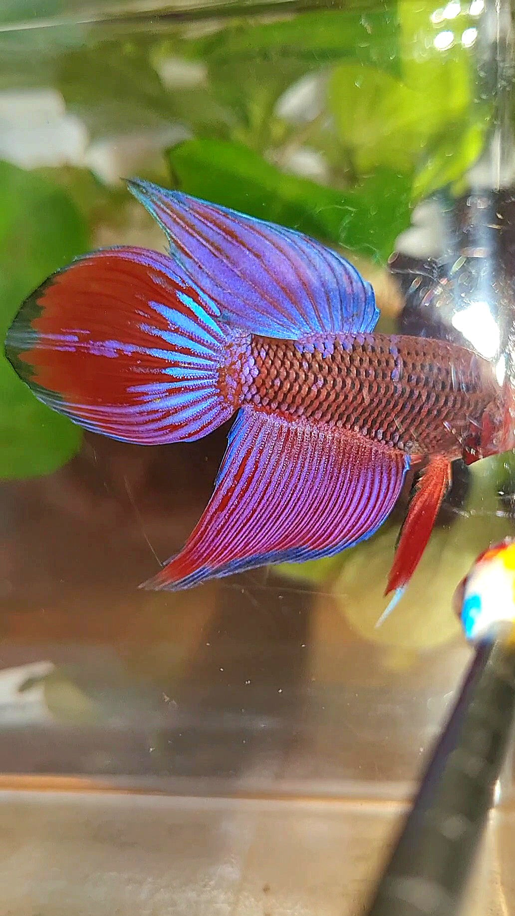 VEILTAIL INUYASHA RED PURPLE GALAXY BETTA FISH