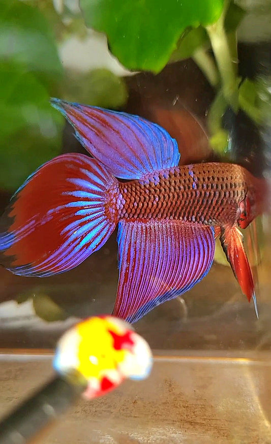 VEILTAIL INUYASHA RED PURPLE GALAXY BETTA FISH