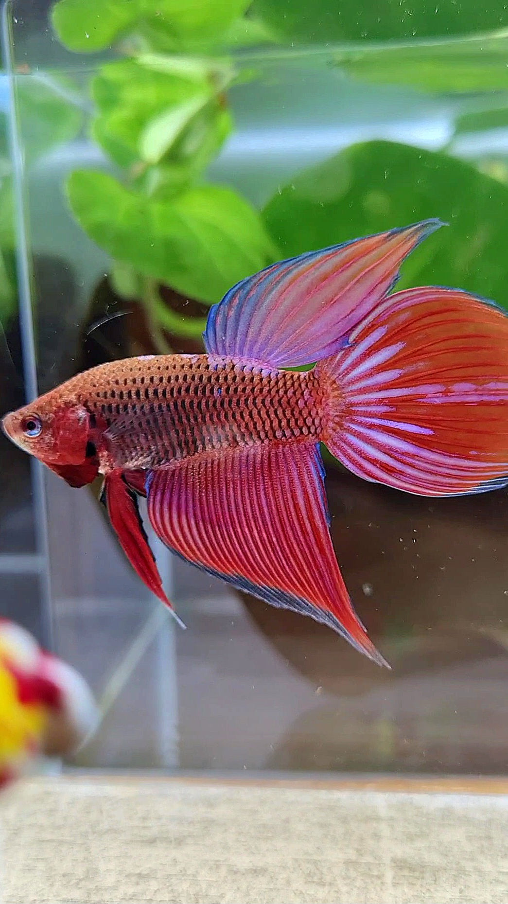 VEILTAIL INUYASHA RED PURPLE GALAXY BETTA FISH