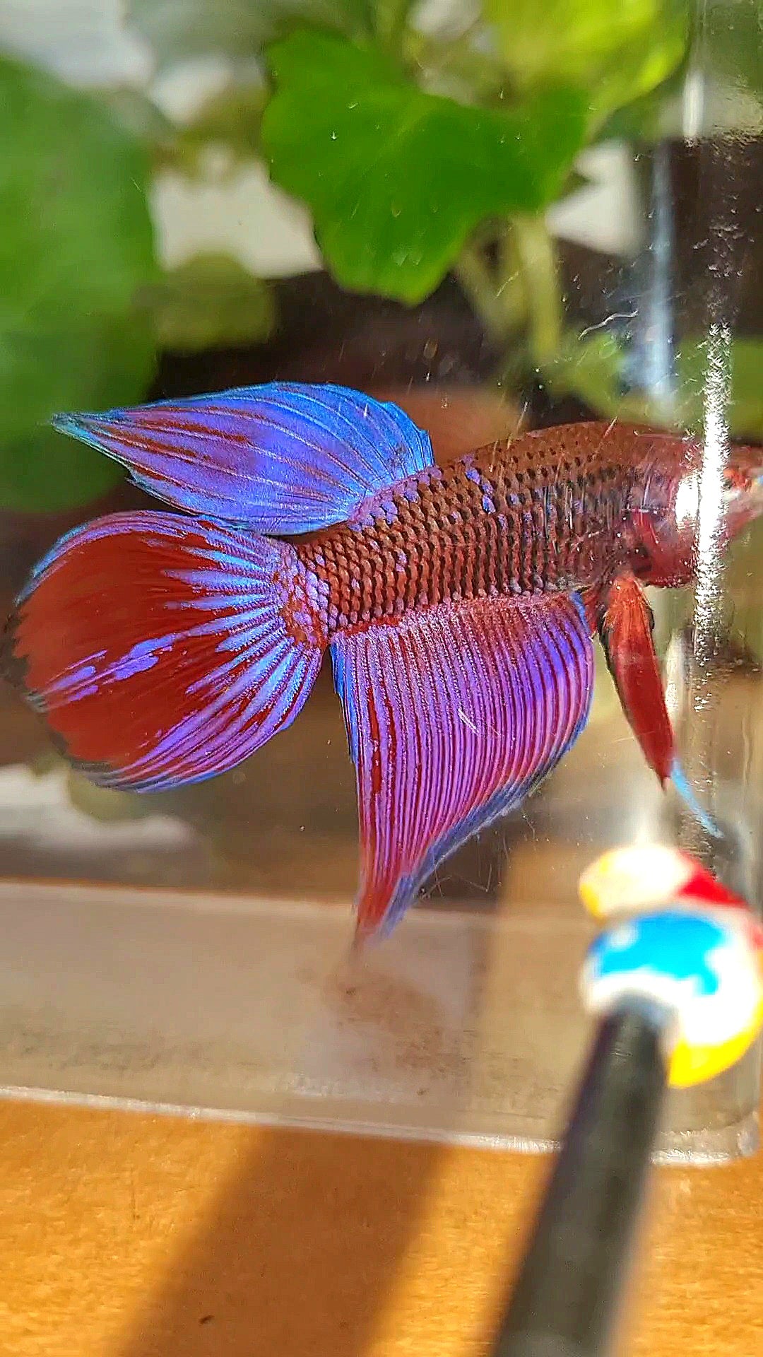 VEILTAIL INUYASHA RED PURPLE GALAXY BETTA FISH