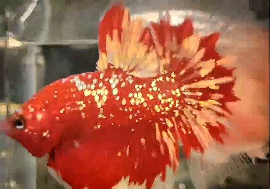 LUXURY HALFMOON ROSETAIL RED GOLD STAR GALAXY RGG BETTA FISH