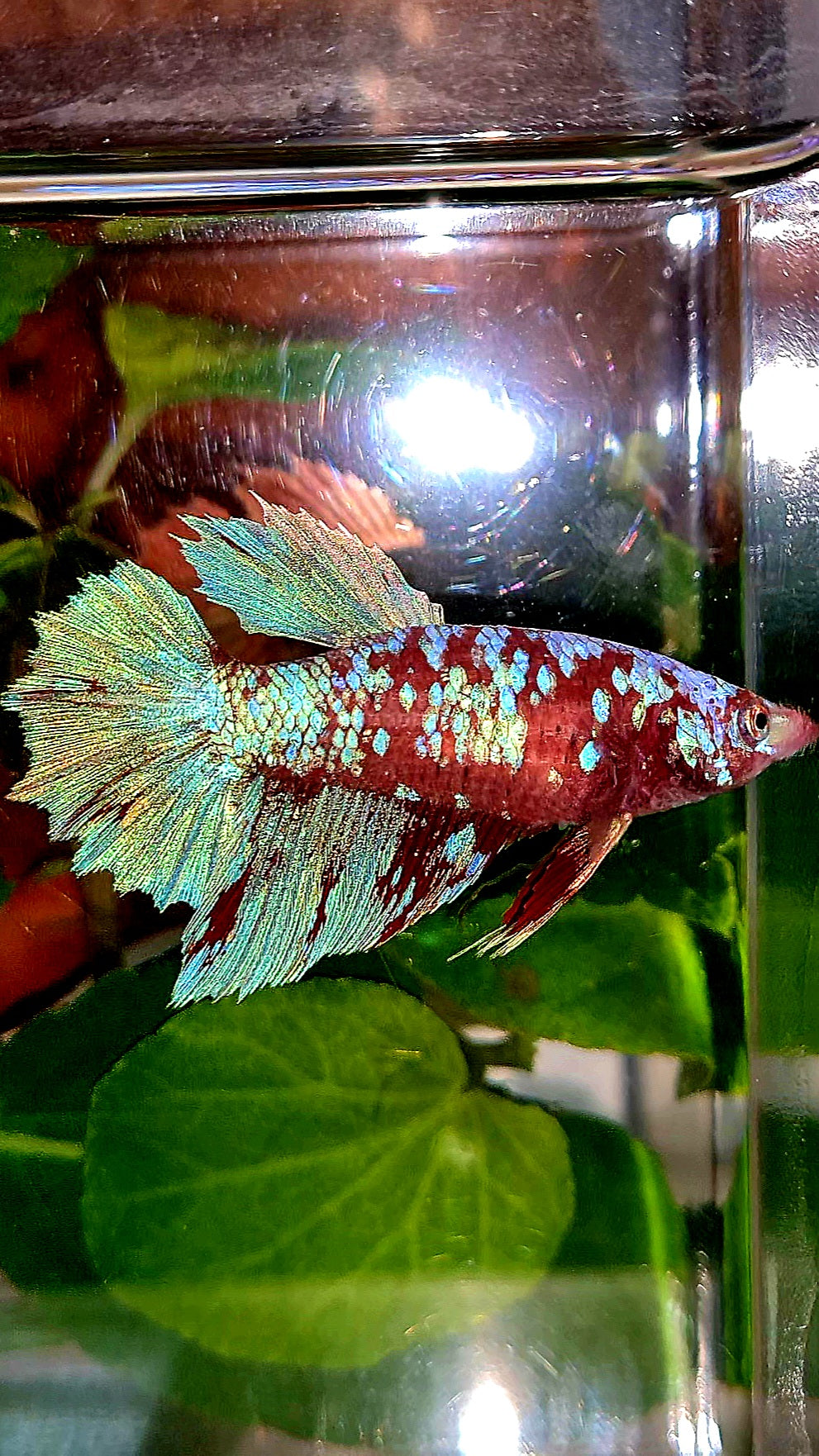 FEMALE HALFMOON RED PURPLE GALAXY RPG BETTA FISH