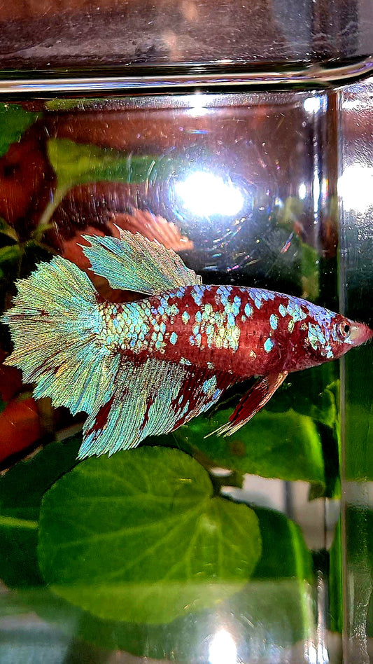 FEMALE HALFMOON RED PURPLE GALAXY RPG BETTA FISH