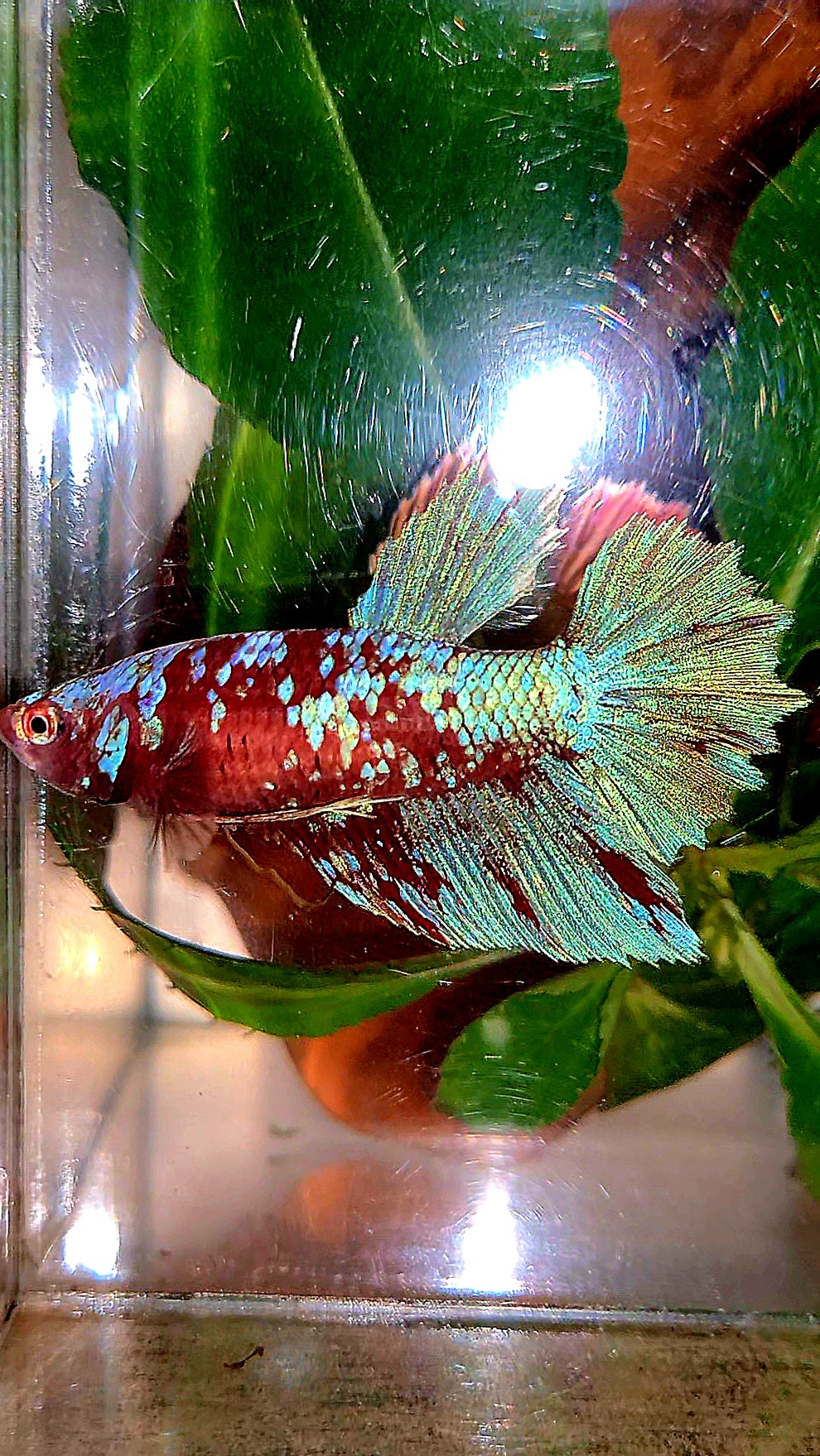 FEMALE HALFMOON RED PURPLE GALAXY RPG BETTA FISH