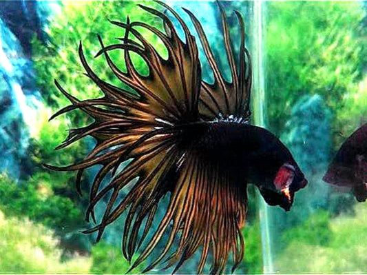 LUXURY KING CROWNTAIL BLACK YELLOW MUSTARD GAS BETTA FISH