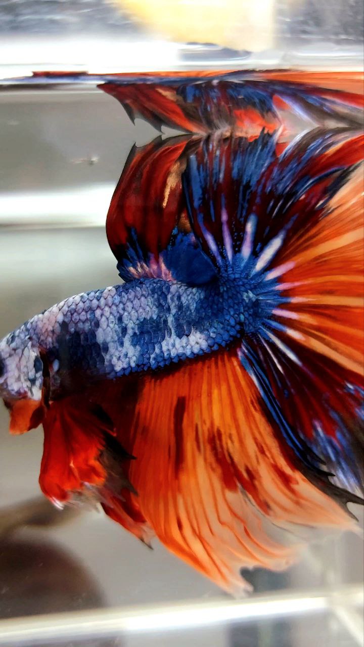 XL HALFMOON OVERTAIL ROSETAIL ORANGE MARBLE FULLMASK FIRE LEOPARD MULTICOLOR BETTA FISH