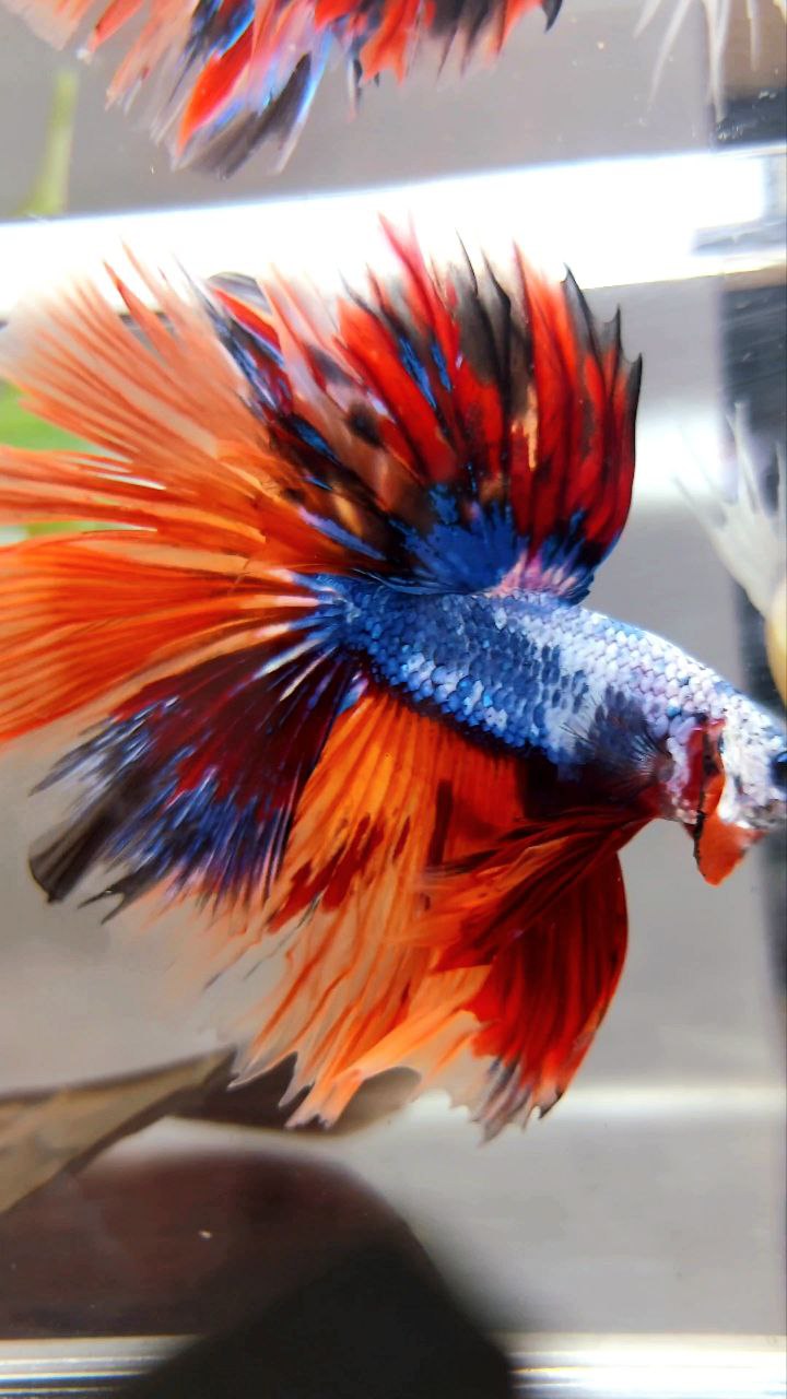 XL HALFMOON OVERTAIL ROSETAIL ORANGE MARBLE FULLMASK FIRE LEOPARD MULTICOLOR BETTA FISH