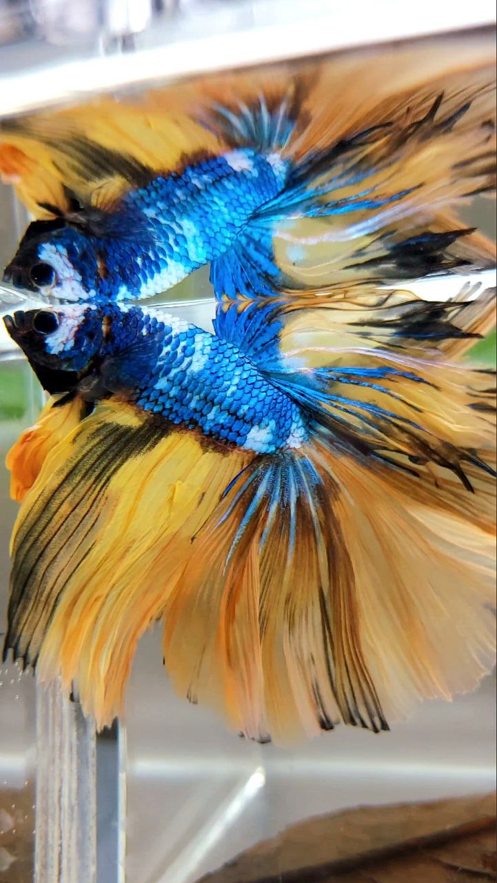 XL HALFMOON OVERTAIL ROSETAIL YELLOW MARBLE FULLMASK MULTICOLOR BETTA FISH