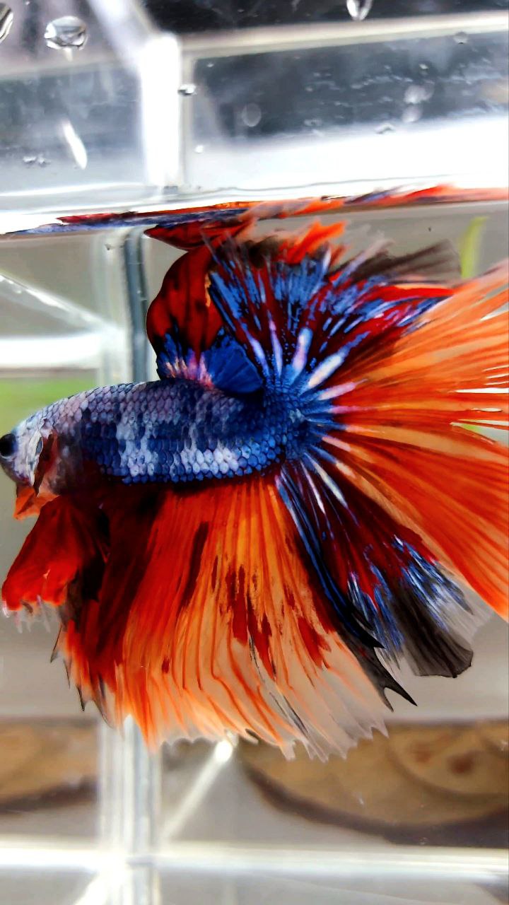 XL HALFMOON OVERTAIL ROSETAIL ORANGE MARBLE FULLMASK FIRE LEOPARD MULTICOLOR BETTA FISH