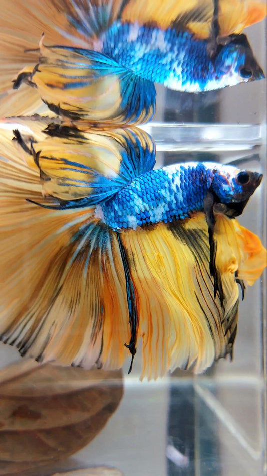 XL HALFMOON OVERTAIL ROSETAIL YELLOW MARBLE FULLMASK MULTICOLOR BETTA FISH