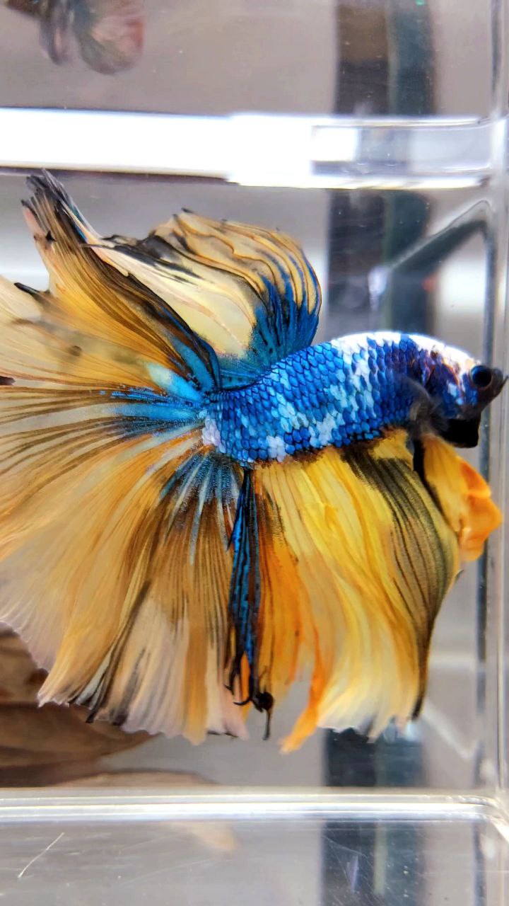 XL HALFMOON OVERTAIL ROSETAIL YELLOW MARBLE FULLMASK MULTICOLOR BETTA FISH