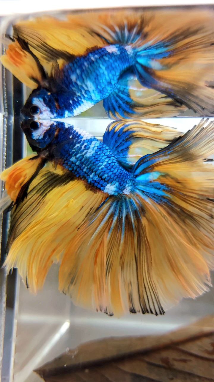 XL HALFMOON OVERTAIL ROSETAIL YELLOW MARBLE FULLMASK MULTICOLOR BETTA FISH