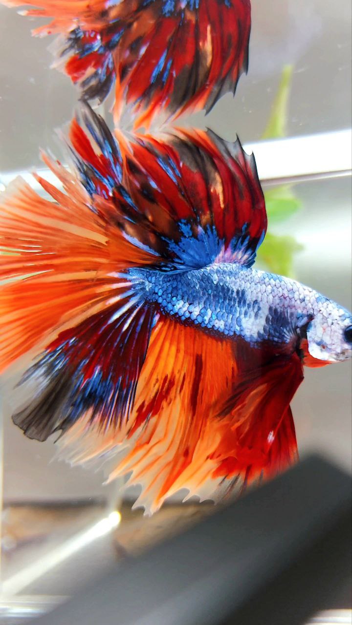 XL HALFMOON OVERTAIL ROSETAIL ORANGE MARBLE FULLMASK FIRE LEOPARD MULTICOLOR BETTA FISH