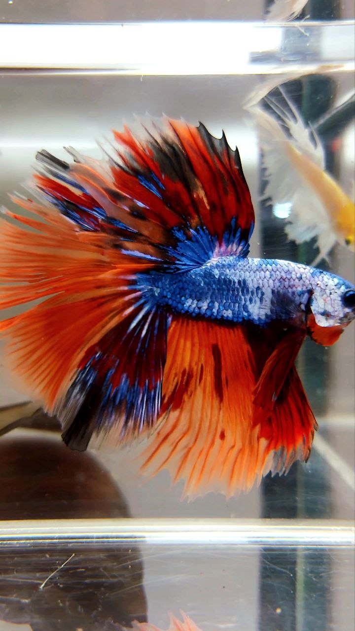 XL HALFMOON OVERTAIL ROSETAIL ORANGE MARBLE FULLMASK FIRE LEOPARD MULTICOLOR BETTA FISH