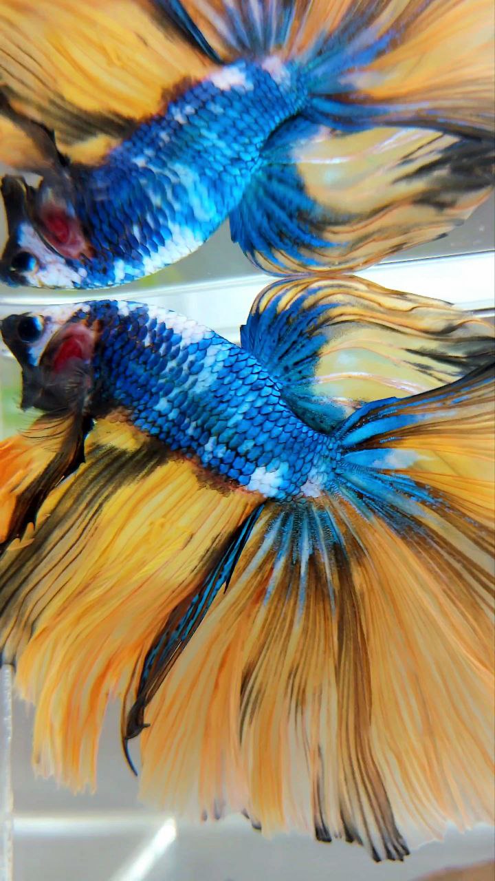 XL HALFMOON OVERTAIL ROSETAIL YELLOW MARBLE FULLMASK MULTICOLOR BETTA FISH