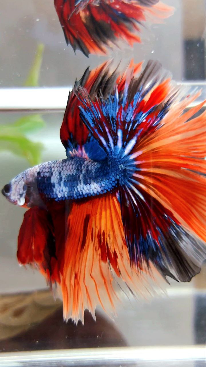 XL HALFMOON OVERTAIL ROSETAIL ORANGE MARBLE FULLMASK FIRE LEOPARD MULTICOLOR BETTA FISH