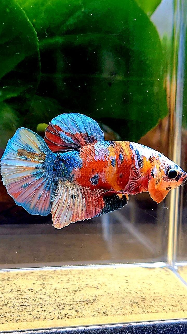 PLAKAT GALAXY MULTICOLOR BETTA FISH