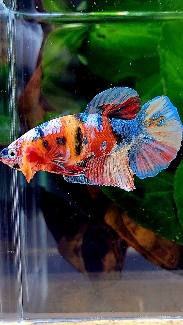 PLAKAT GALAXY MULTICOLOR BETTA FISH