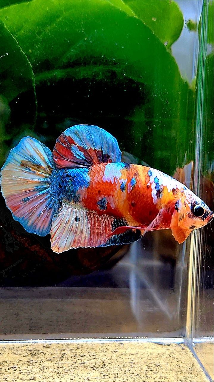 PLAKAT GALAXY MULTICOLOR BETTA FISH