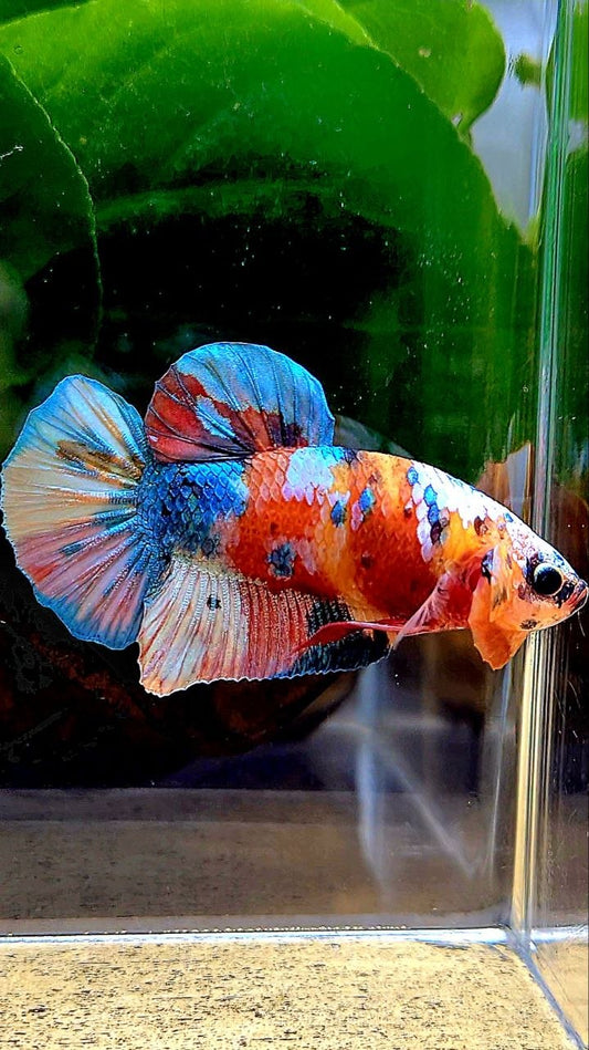 PLAKAT GALAXY MULTICOLOR BETTA FISH