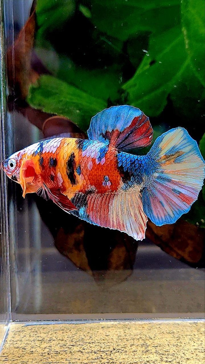 PLAKAT GALAXY MULTICOLOR BETTA FISH