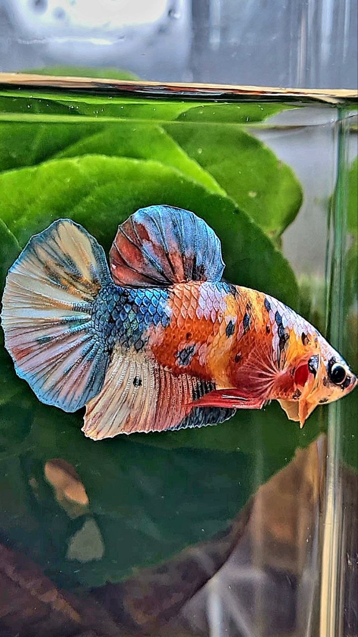 PLAKAT GALAXY MULTICOLOR BETTA FISH