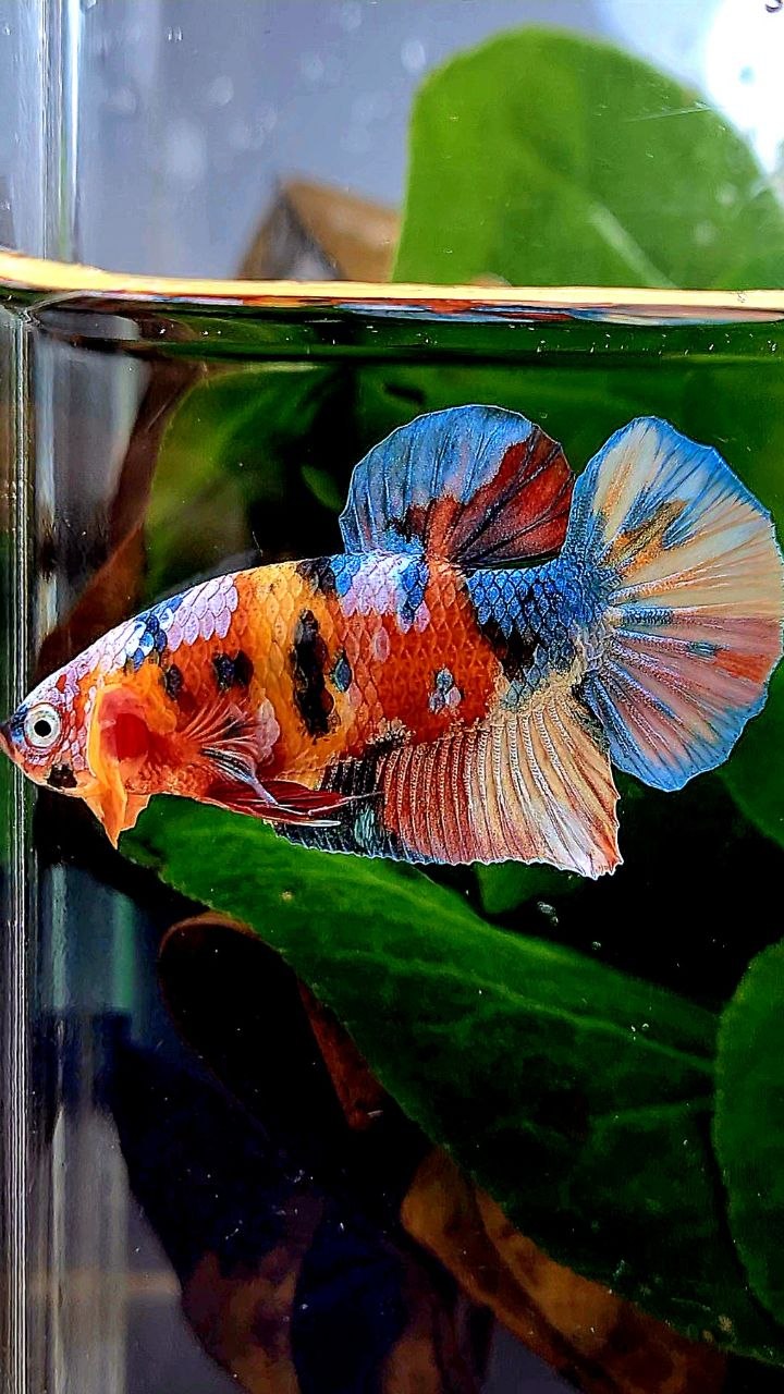 PLAKAT GALAXY MULTICOLOR BETTA FISH