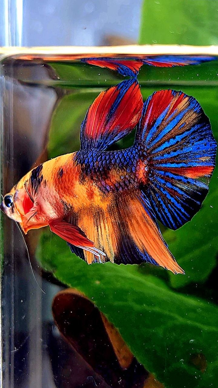 PLAKAT METALLIC ORANGE MULTICOLOR BETTA FISH