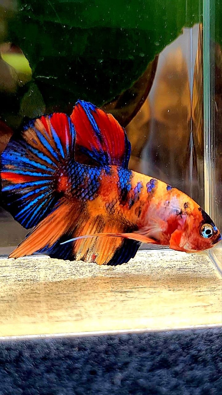 PLAKAT METALLIC ORANGE MULTICOLOR BETTA FISH
