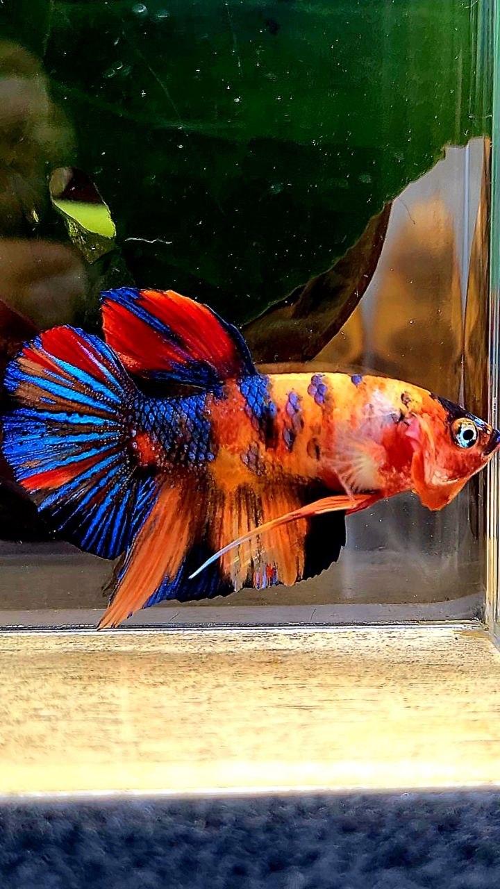 PLAKAT METALLIC ORANGE MULTICOLOR BETTA FISH