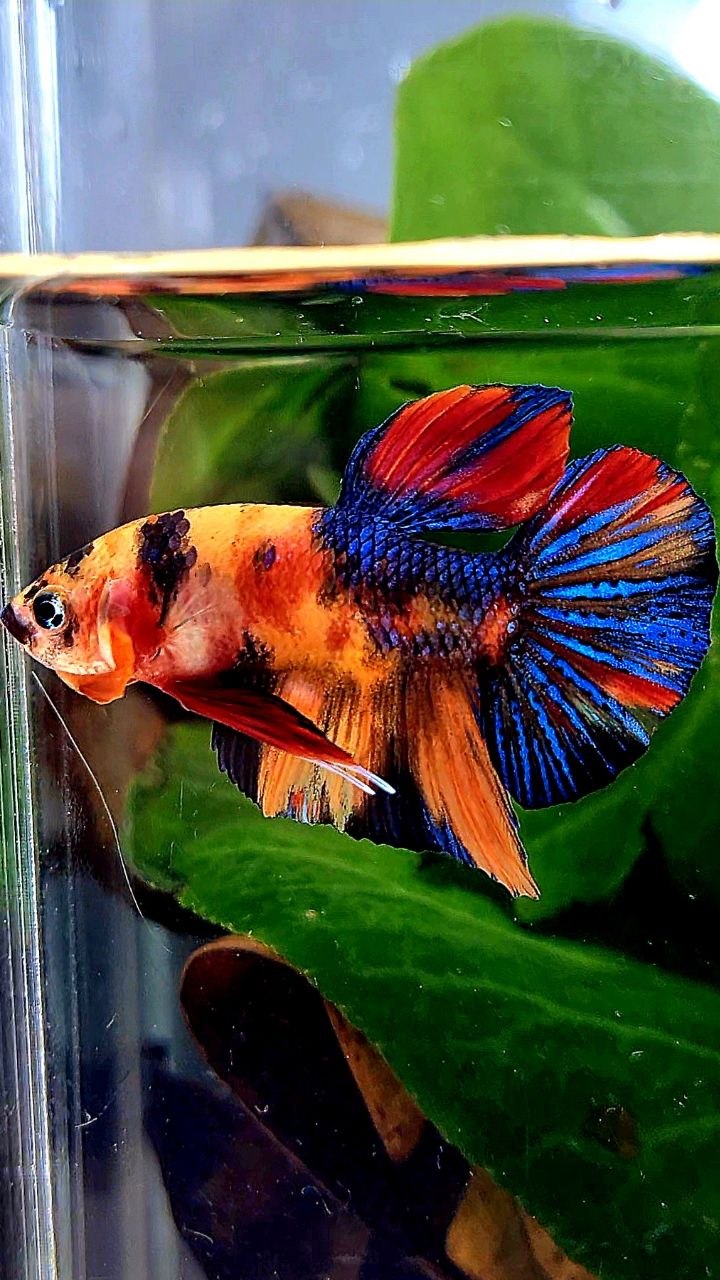 PLAKAT METALLIC ORANGE MULTICOLOR BETTA FISH