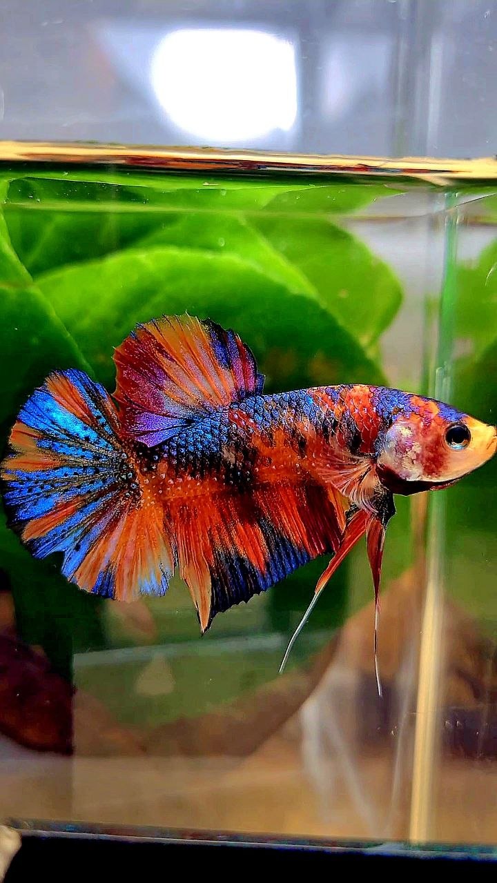 PLAKAT METALLIC MULTICOLOR BETTA FISH