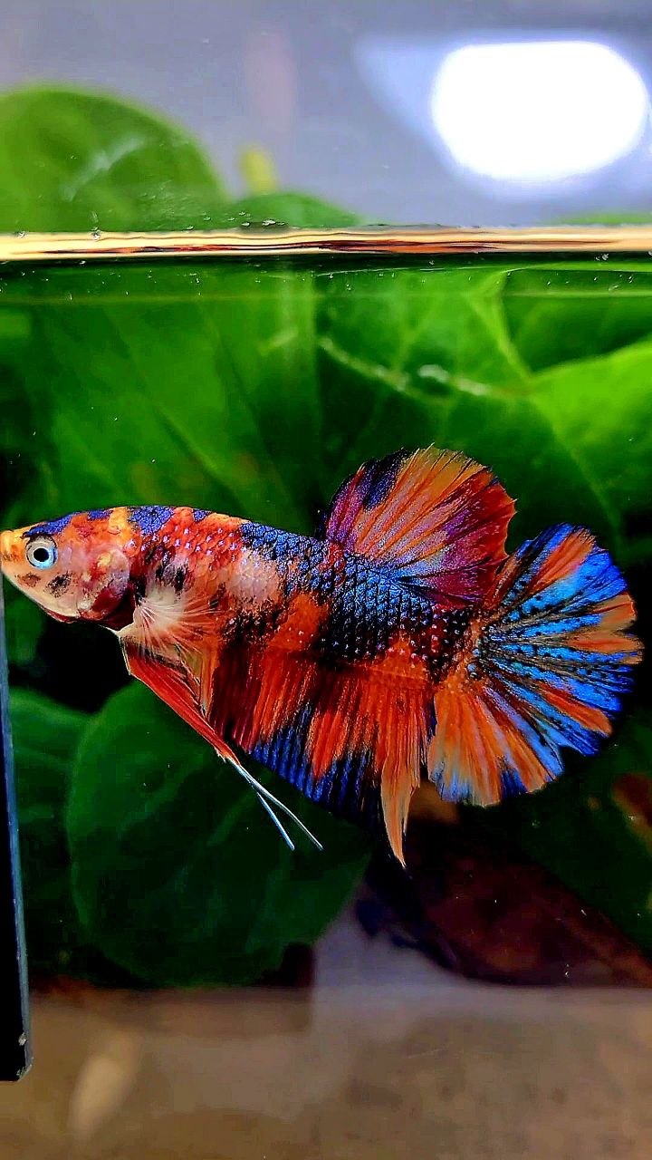 PLAKAT METALLIC MULTICOLOR BETTA FISH