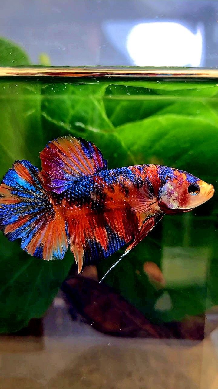 PLAKAT METALLIC MULTICOLOR BETTA FISH