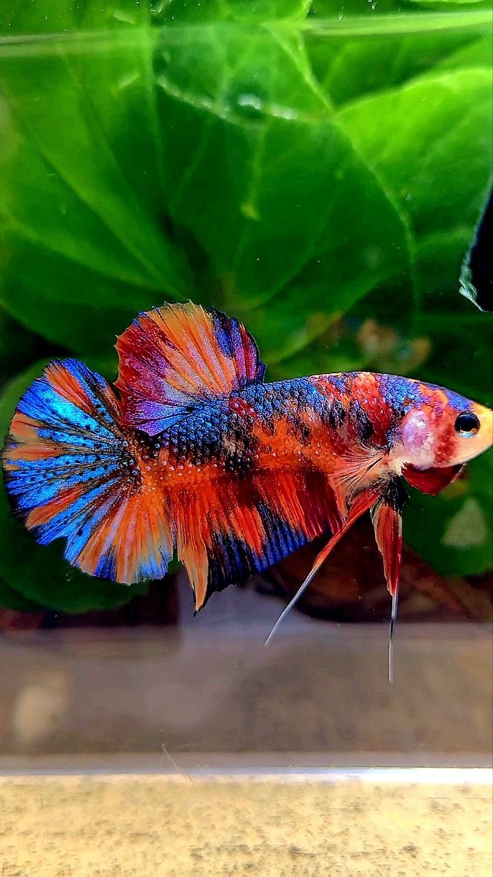 PLAKAT METALLIC MULTICOLOR BETTA FISH