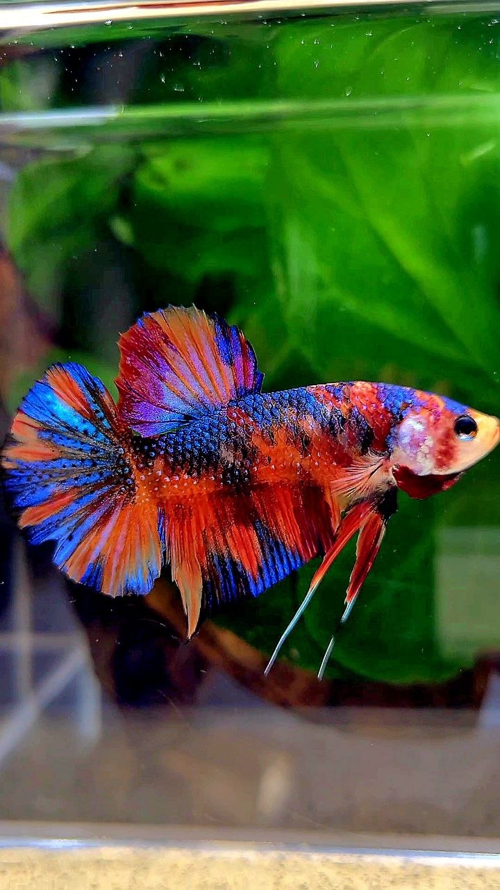PLAKAT METALLIC MULTICOLOR BETTA FISH