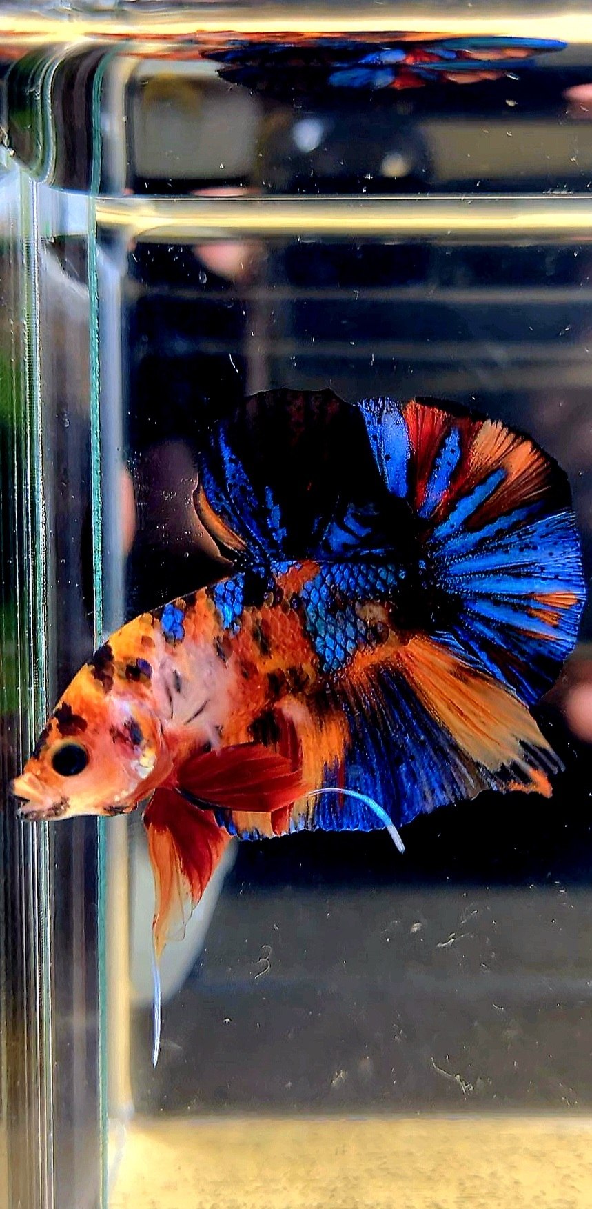 HMPK METALLIC MULTICOLOR BETTA FISH