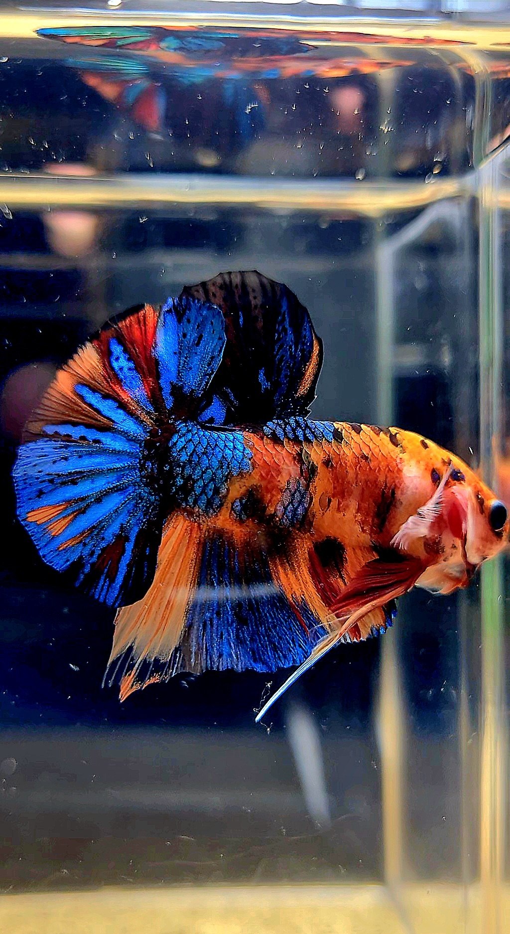 HMPK METALLIC MULTICOLOR BETTA FISH