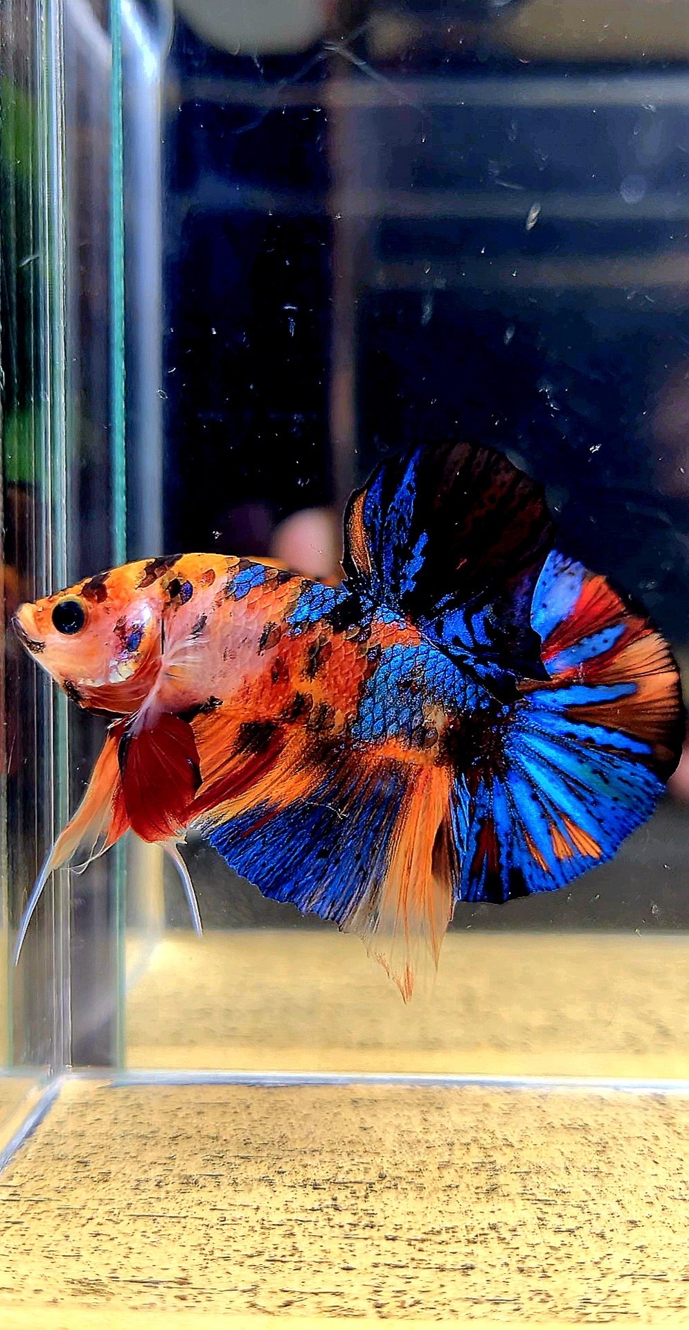 HMPK METALLIC MULTICOLOR BETTA FISH