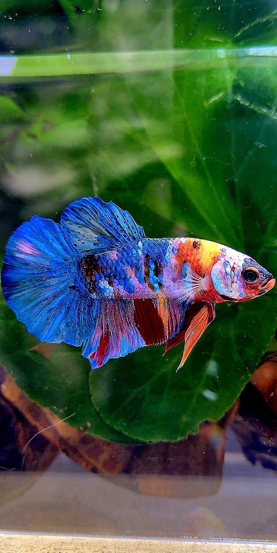 PLAKAT GALAXY MULTICOLOR BETTA FISH