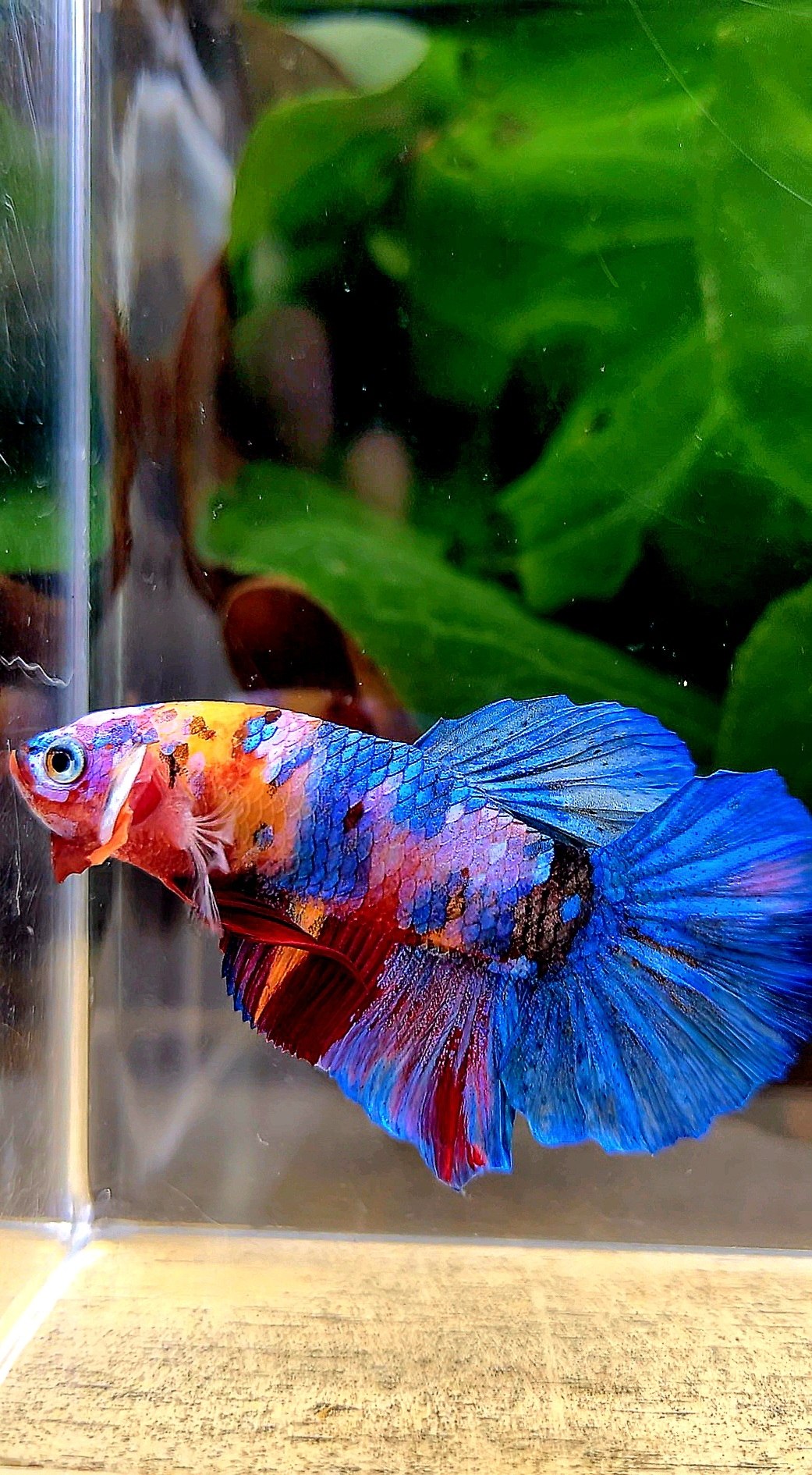 PLAKAT GALAXY MULTICOLOR BETTA FISH