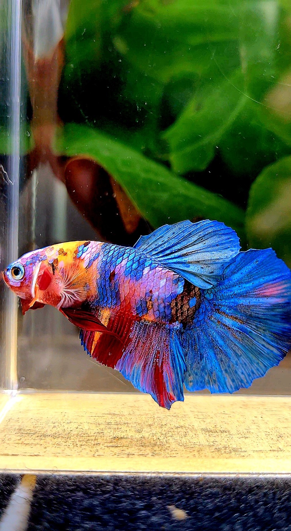 PLAKAT GALAXY MULTICOLOR BETTA FISH