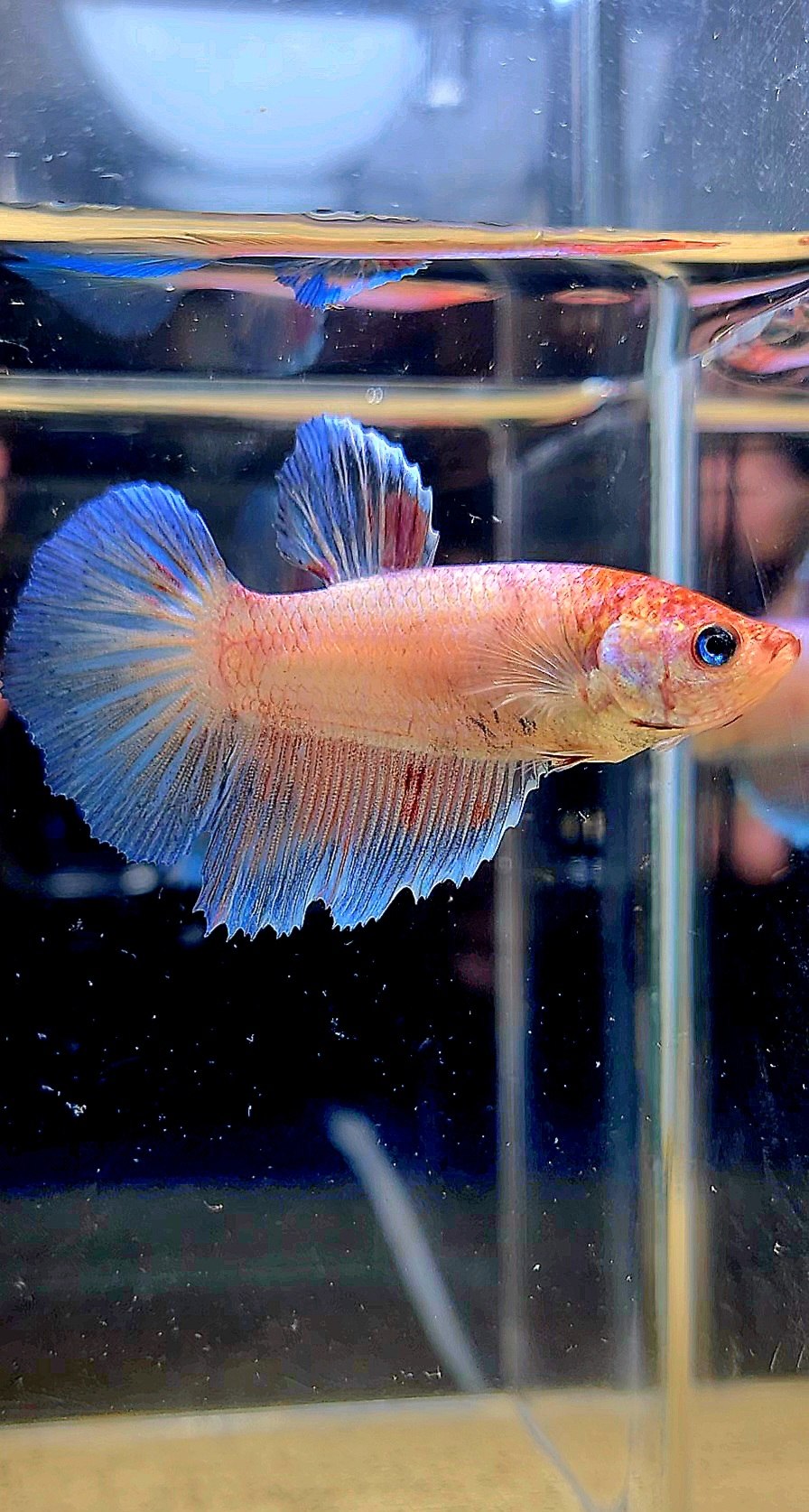 FEMALE HALFMOON KOI BETTA FISH