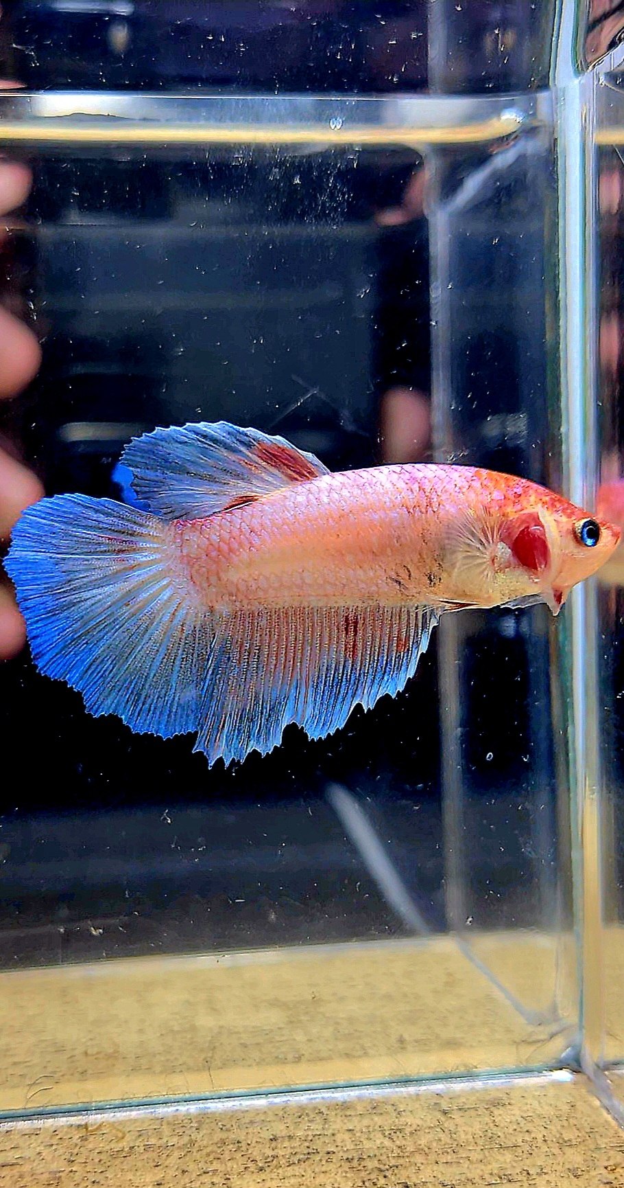 FEMALE HALFMOON KOI BETTA FISH