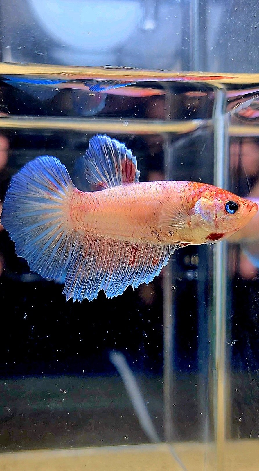 FEMALE HALFMOON KOI BETTA FISH