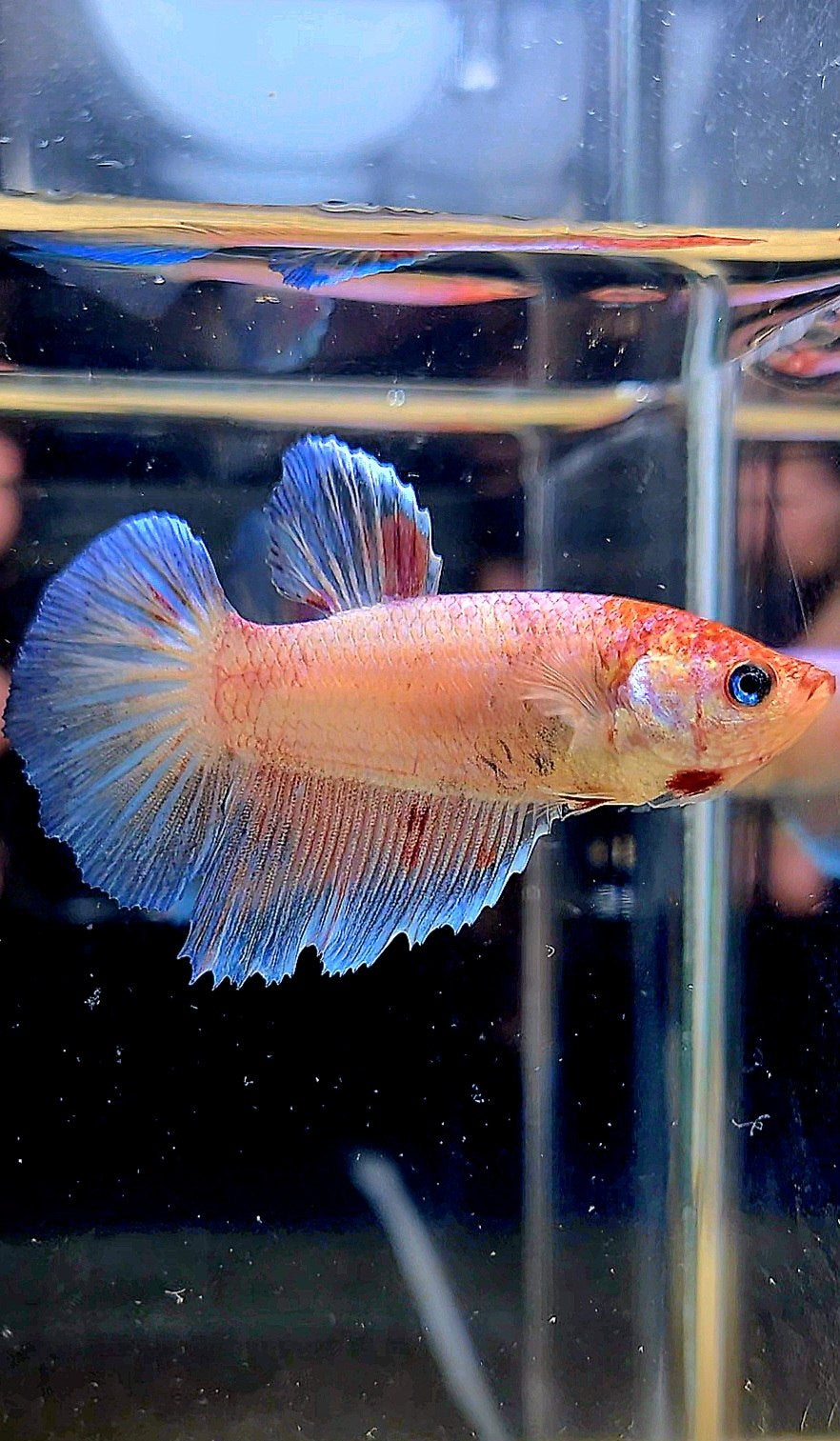 FEMALE HALFMOON KOI BETTA FISH