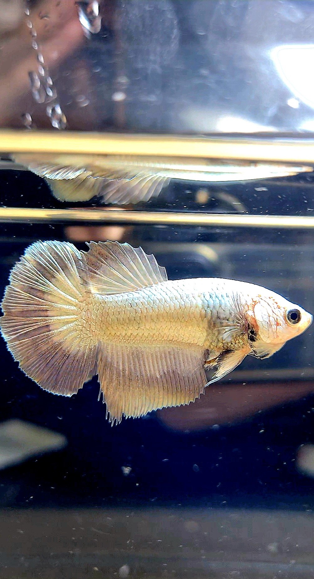 FEMALE HALFMOON COPPER RIM MARBLE BETTA FISH