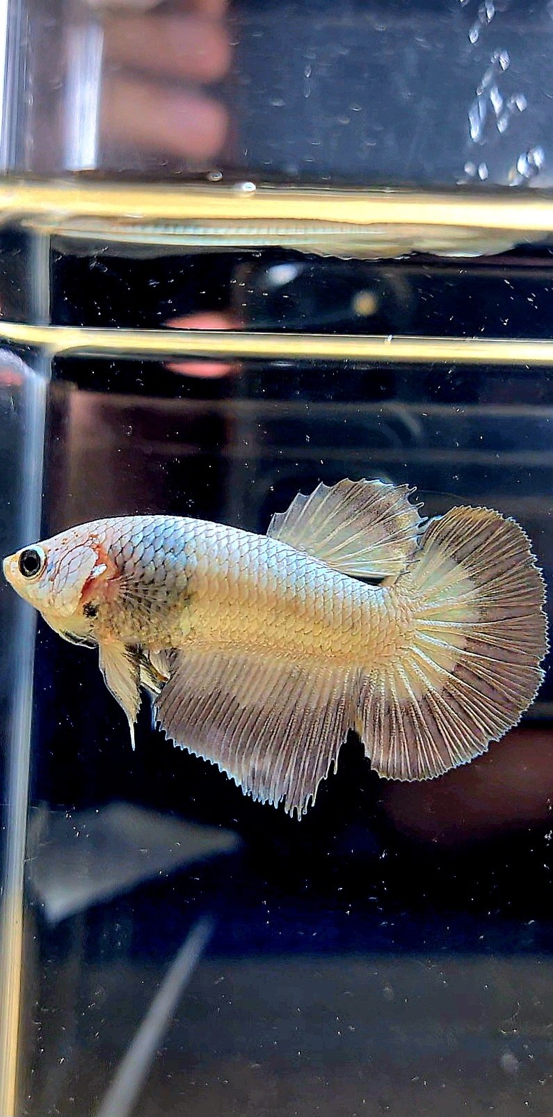 FEMALE HALFMOON COPPER RIM MARBLE BETTA FISH
