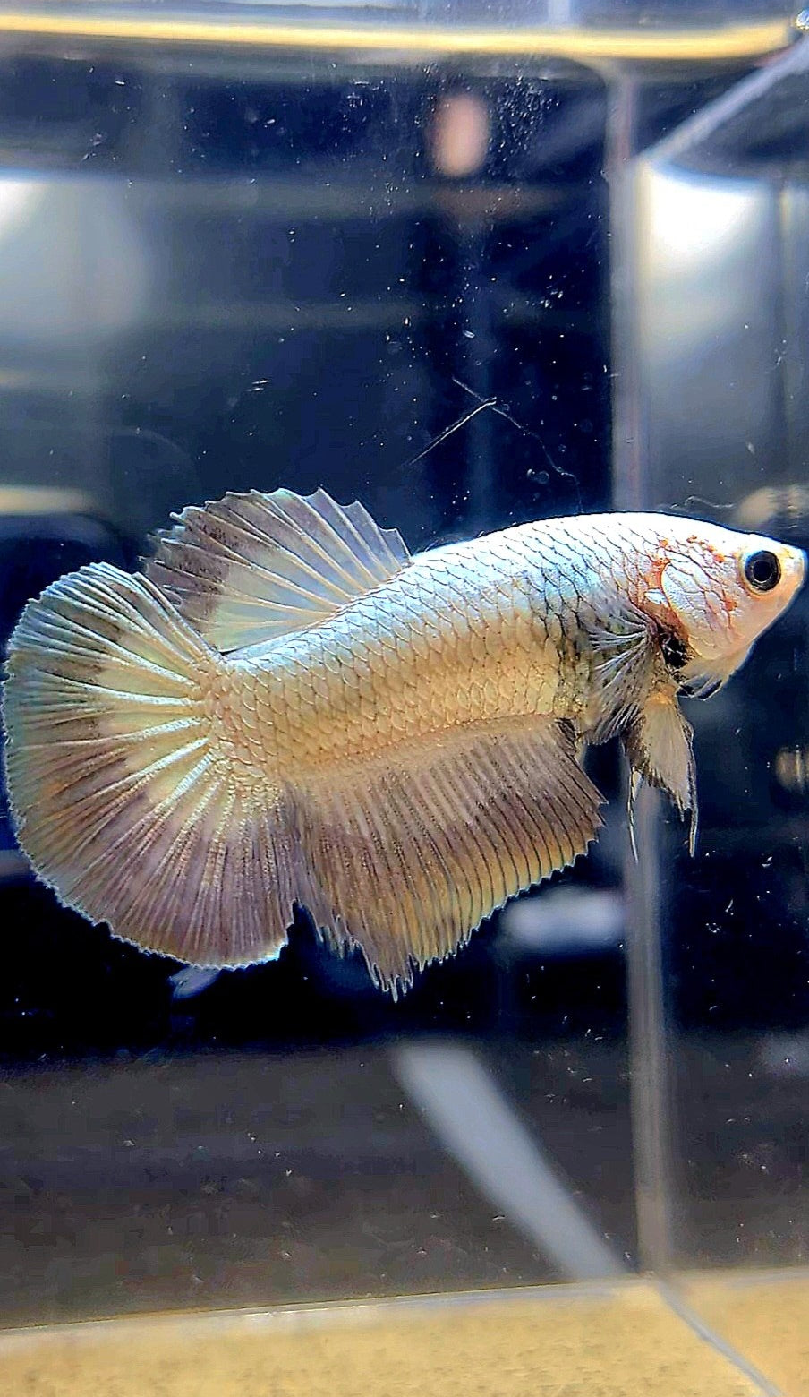 FEMALE HALFMOON COPPER RIM MARBLE BETTA FISH